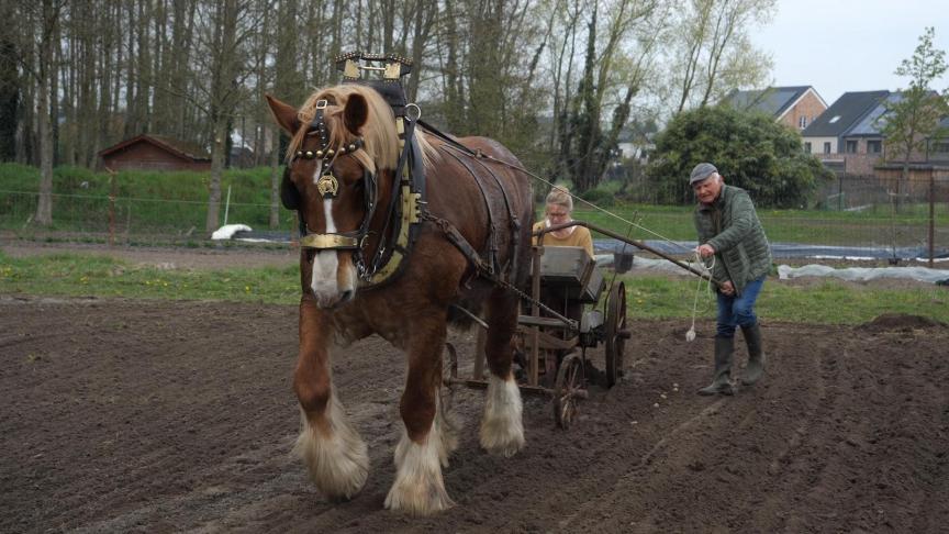 Het echtpaar Leo en Lydia Haesaerts aan de slag met het planten van aardappelen volgens een oude landbouwtechniek.