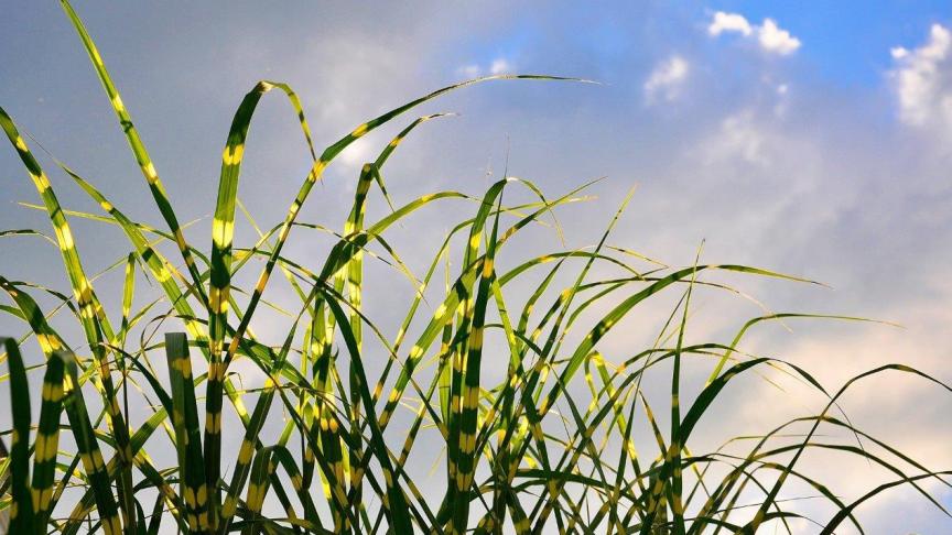 Miscanthus sinensis ‘Zebrinus’ heeft opvallend groen-geel gestreepte bladeren.