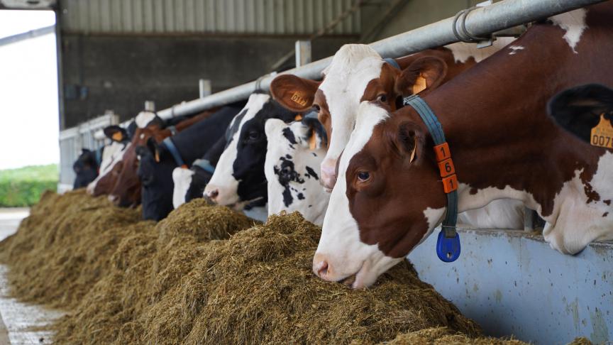 De methaanuitstoot van koeien blijkt minder belastend voor het klimaat  dan eerst gedacht .