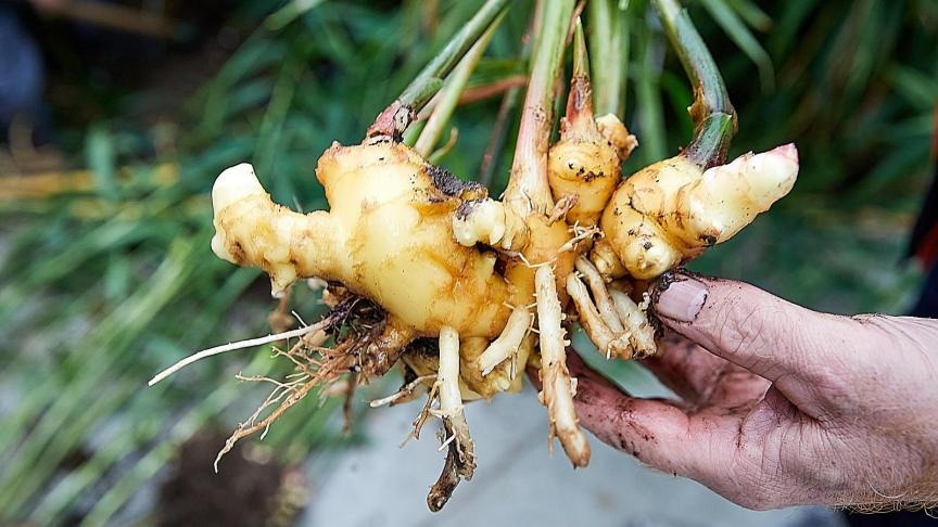 De 165 kg die geoogst werd, was sneller uitverkocht dan verwacht.