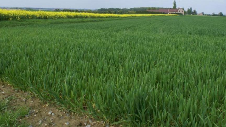 Tarweprijzen stijgen door naar bijna 300 euro/ton.