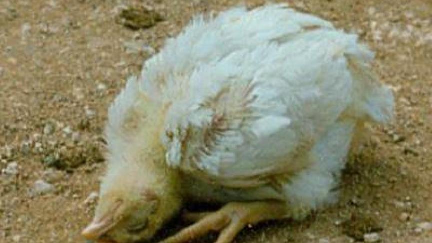 Scheef houden van de kop is een typisch kenmerk van NCD.