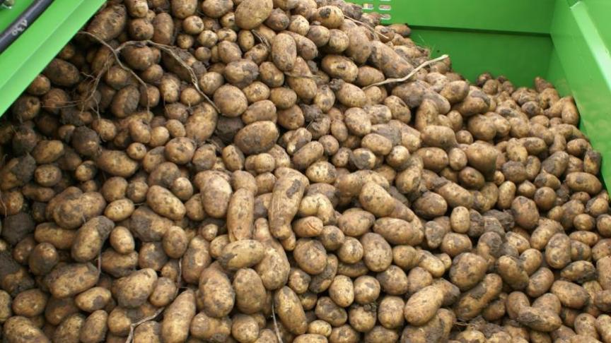 De totale oppervlakte aardappelen in België is met 7,8% afgenomen in 2021. In totaal zijn er nu nog bijna 90.000 ha aardappelen in ons land.