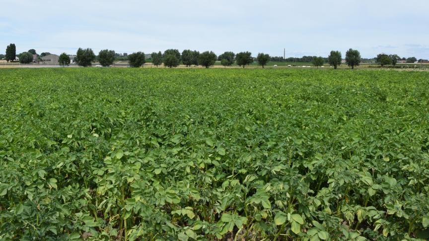 In de praktijk wordt door aardappeltelers vaak te vroeg behandeld tegen alternaria.