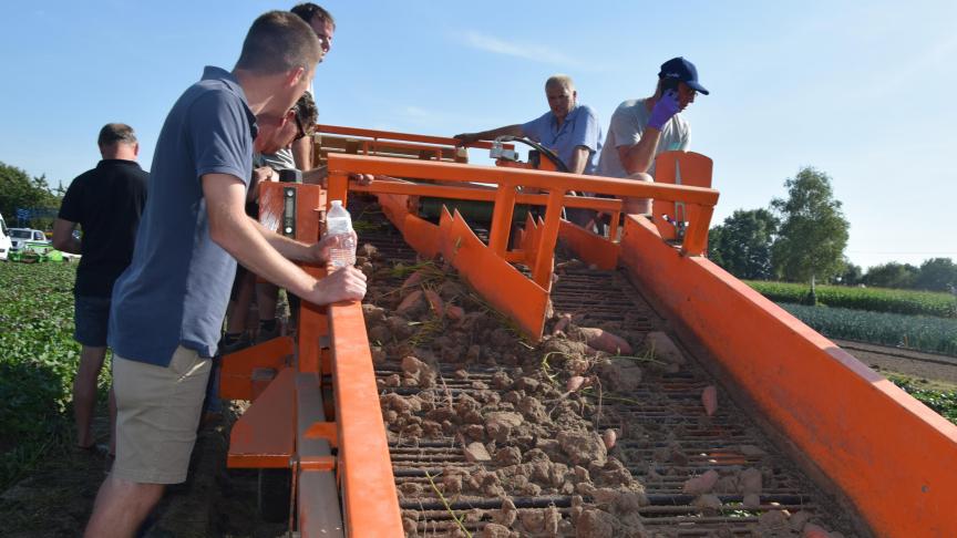 Het areaal bataat steeg van 100 ha in 2019 naar 260 ha in 2021.