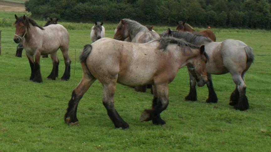 Het aantal landbouwbedrijven met minstens 1 paard daalt jaar na jaar verder.