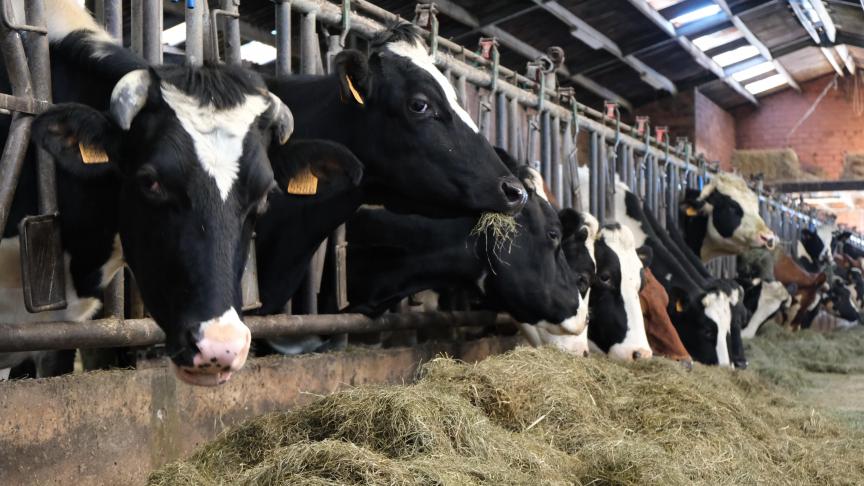Het verschil in voerefficiëntie per koe is groot. Zo heeft de ene koe dubbel zoveel voer nodig dan de andere om dezelfde hoeveelheid melk te produceren.