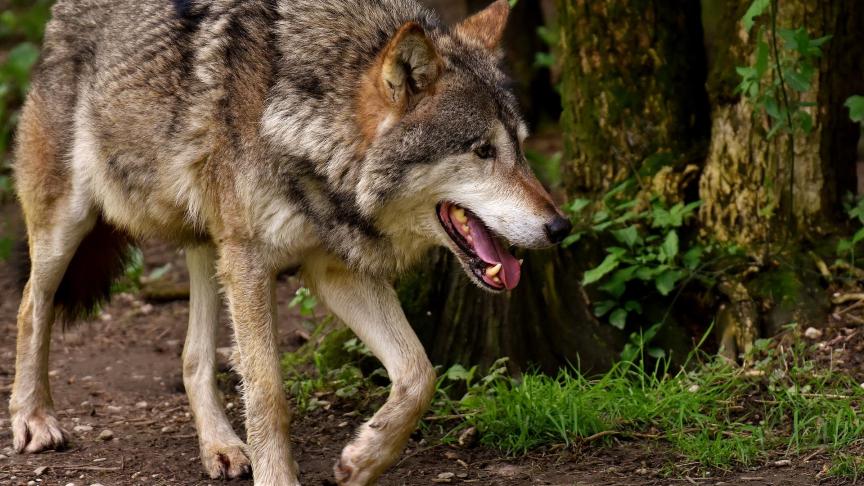 Een nieuwe wolf kan onderweg zijn naar ons land.