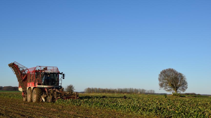 Rooi nu de resterende bieten die nog te velde staan.