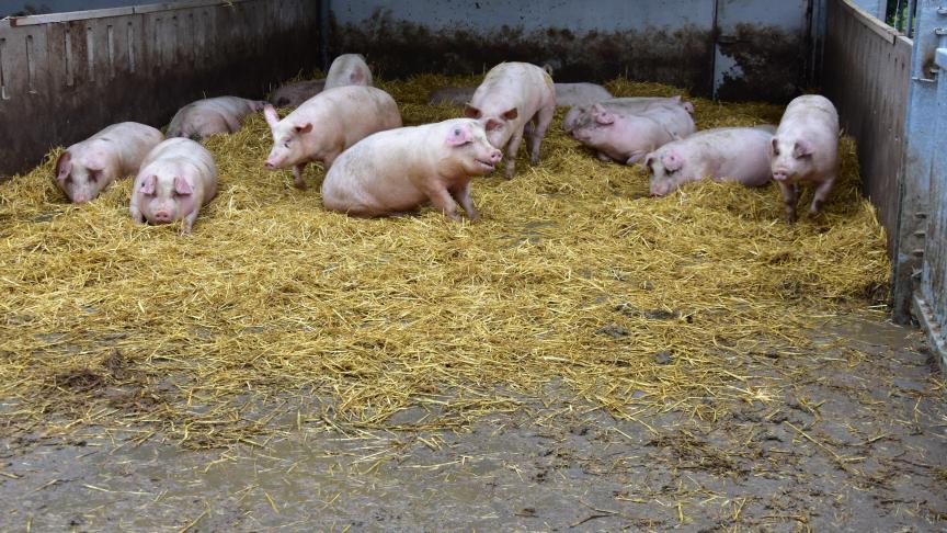Niets of niemand wordt ontzien om tot een definitief kader voor de programmatische aanpak van stikstof (DPAS) te komen, maar het zijn vooral de kleinschaliger en biologische bedrijven die de dupe zullen worden van dit scenario, stellen ABS en BioForum.