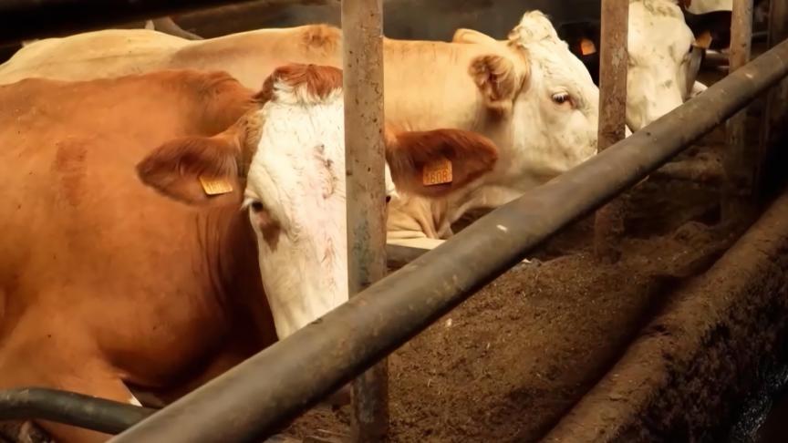 De koeien liggen comfortabel in de diepstrooiselboxen