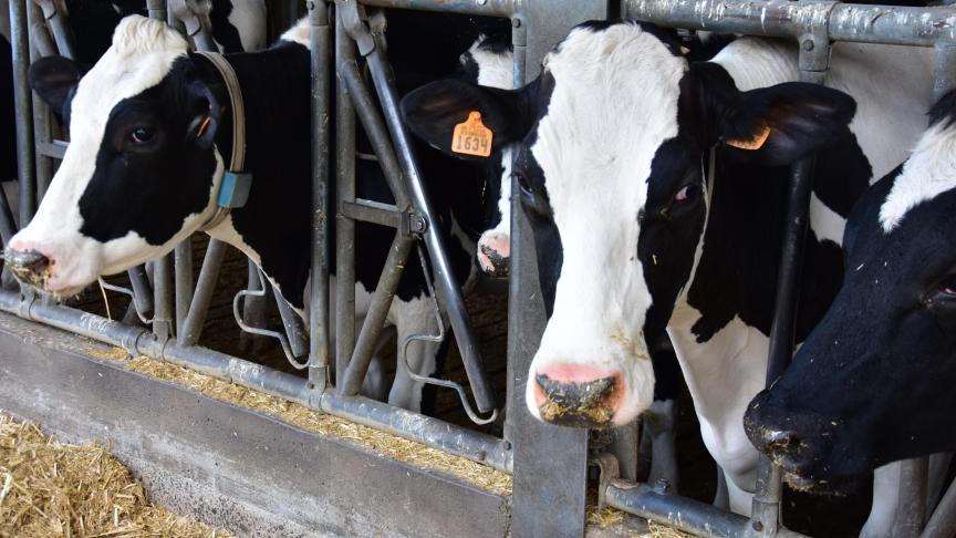 De EFSA bevestigt in een onderzoek dat het voederadditief Bovaer zorgt voor een daling van de methaanproductie.