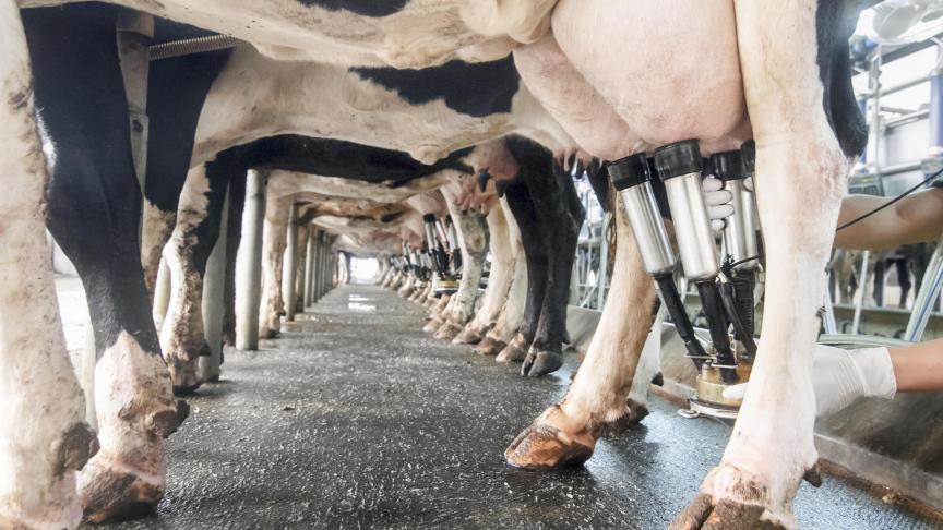 In een Vlaio-Landbouwtraject zal men onderzoeken of selectief behandelen van niet-ernstige klinische mastitis aan de hand van sneltesten ook op onze Vlaamse melkveebedrijven toepasbaar is.