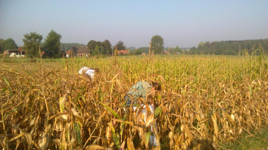 Jonas ging 3 jaar lang langs bij 100 melkveehouders die maïs hadden staan.
