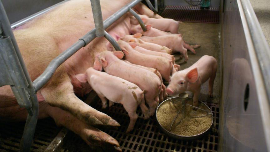 Technopathieën zijn indicatoren van een suboptimale omgeving en een verminderd dierenwelzijn en kunnen zowel de productieresultaten als de financiële resultaten negatief beïnvloeden.