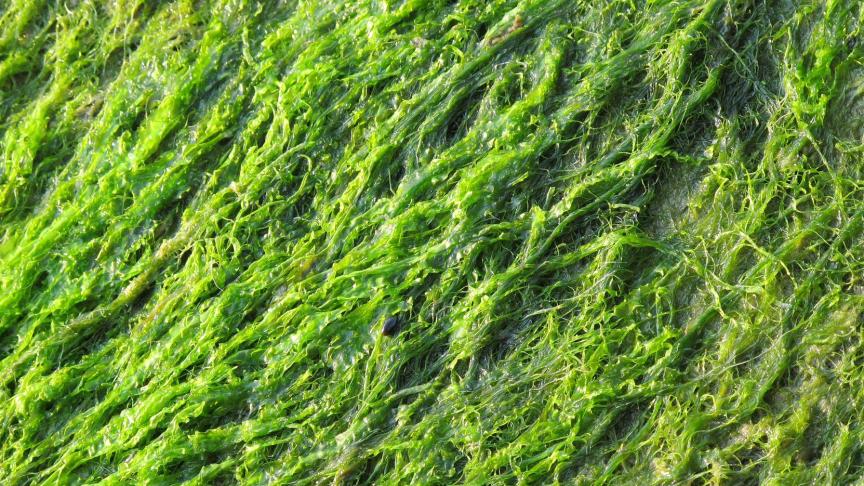 Algen bieden heel wat potentieel, maar er zijn nog obstakels.