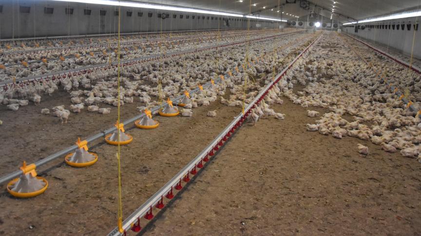 Meer en meer Nederlanders zouden hun activiteit bij ons verderzetten. Hoe groot dat aantal is, is echter moeilijk te becijferen.