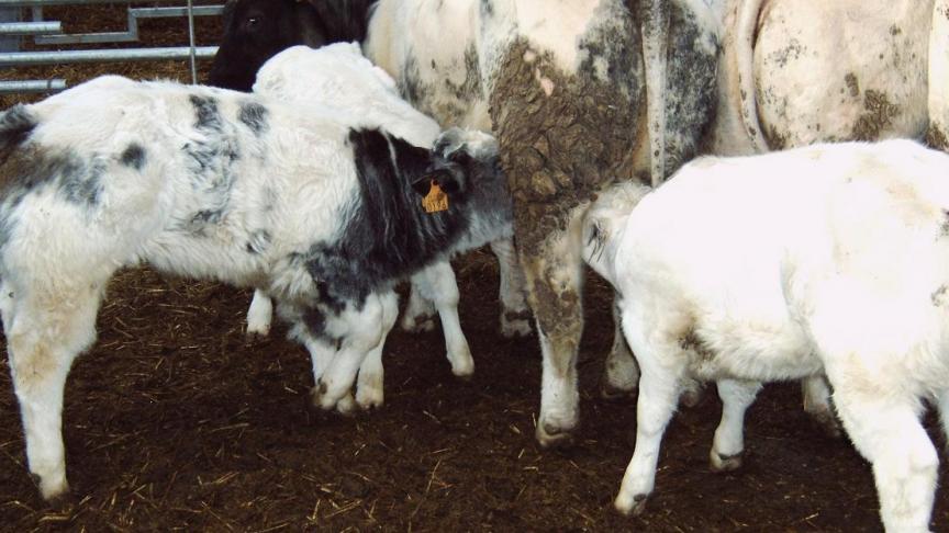 In het kader van het Gemeenschappelijk Landbouwbeleid werd in 2020 24,5 miljoen euro uitbetaald aan de zoogkoeien- en kalverpremie.