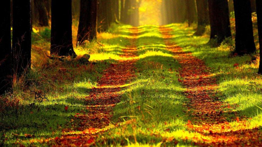 Voor de Europese Rekenkamer met Europa ambitieuzer zijn in het nemen van bosmaatregelen in het kader van diversiteit en klimaat.