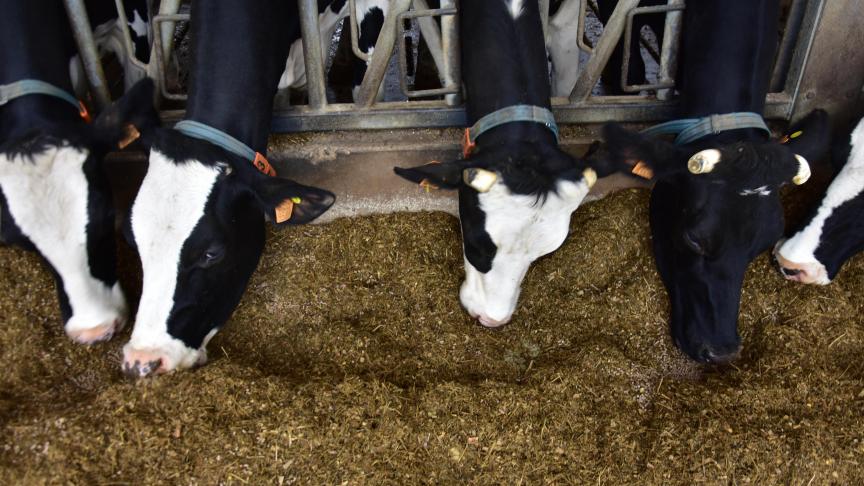 In het kader van carbon farming kunnen melkveehouders ook maatregelen nemen, zoals gebruik van groenbedekkers, gebruik van grasklaver of luzerne, inbrengen van compost of stalmest en het aanplanten van houtkanten.