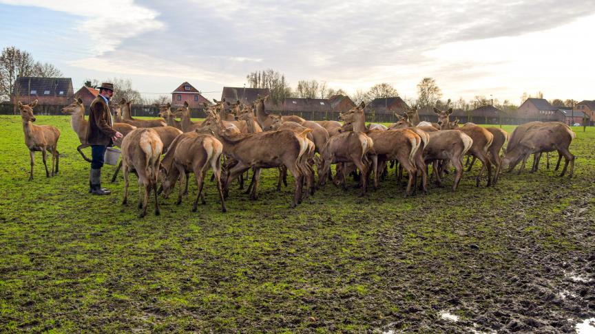 Op het bedrijf is er een capaciteit voor 50 à 60 hindes.