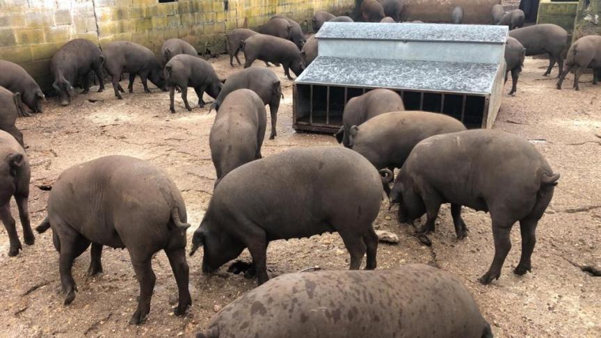 Varkens die half Duroc, half Iberico zijn, worden soms in extensieve en soms in semi-extensieve omstandigheden gehouden.
