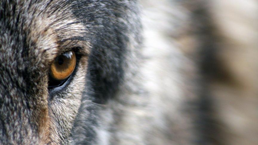 Mocht de wolf nog in het havengebied aanwezig zijn, dan zal hij in deze dichtbebouwde omgeving niet lang onder de radar kunnen blijven.