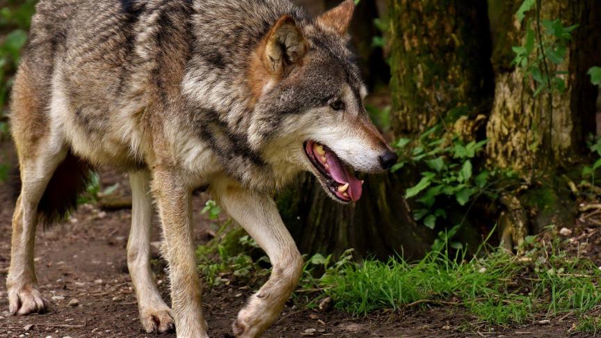 Volgens Welkom Wolf gaat het meer dan waarschijnlijk om het dier dat vorige week werd gefilmd in de Nederlandse provincie Noord-Brabant.