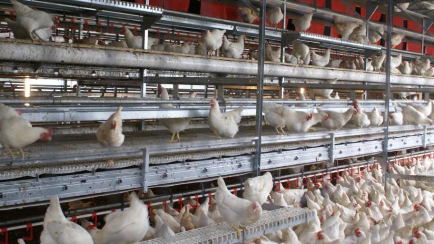 600.000 à 650.000 stuks pluimvee zijn in Frankrijk geruimd sinds het eerste geval van vogelgriep werd ontdekt.