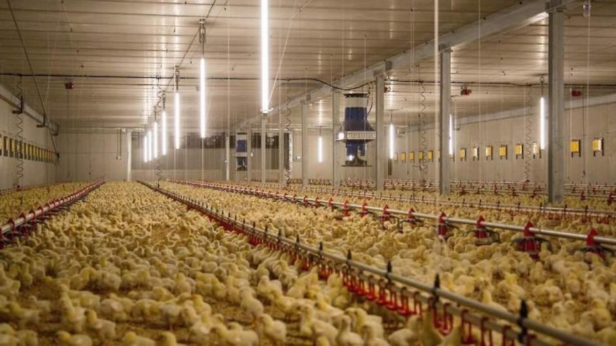 Dierenwelzijn wordt alsmaar belangrijker bij vleeskippen.