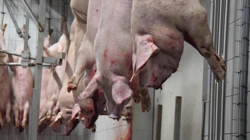 In 2021 bleef het hoge niveau van varkensslacht in België aanzienlijk.