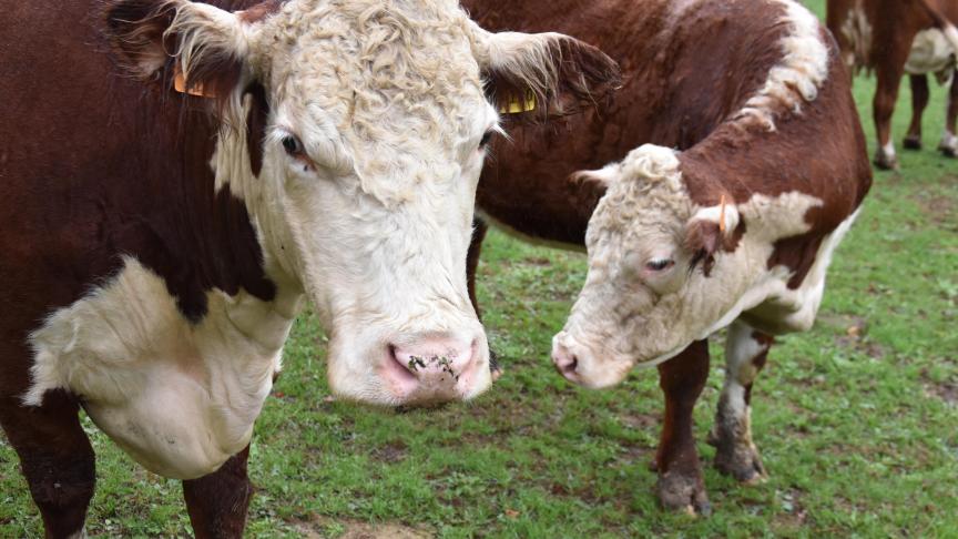 Voor een Vlaamse landbouwer is het niet eenvoudig om van gangbare naar biologische vleesveehouderij om te schakelen.