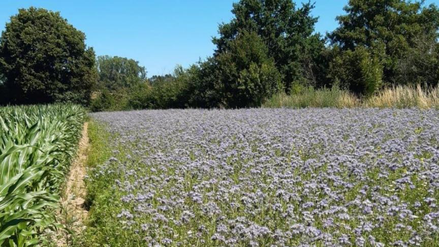 Een beheerovereenkomst blijft een vrijwillige 5-jarige overeenkomst tussen een landbouwer en de Vlaamse Landmaatschappij (VLM), waarbij de landbouwer vergoed wordt voor inspanningen voor biodiversiteit en landschap.