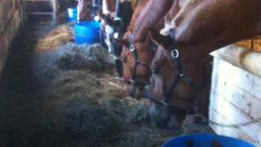 Kwalitatief ruwvoer helpt je paard de winter door.