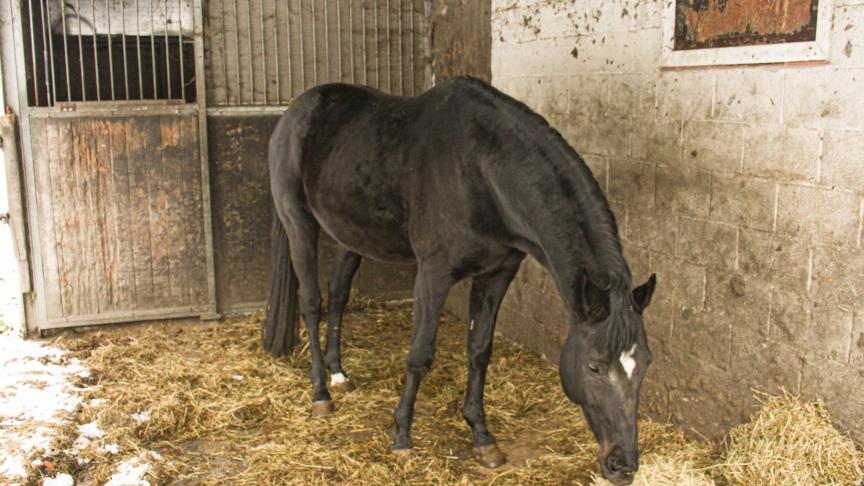 Buiten hooi voederen in de winter, op een droge beschutte plek: goed in de buik is goed in het hoofd!