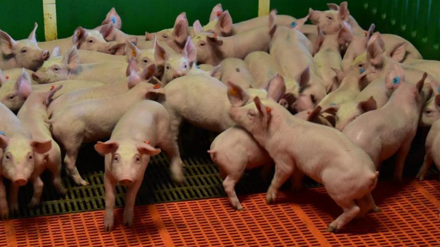 Gelukkig trekt de prijs voor de biggen weer wat aan, maar daarmee is de crisis in de varkenssector nog lang niet voorbij.