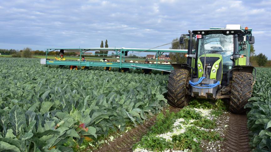 Bloemkolen is een gegeerd product, voor vers- diepvriesmarkt. De coöperatieve Ingro speelt een belangrijke rol in de expansie van deze industrie in de kustprovincie.