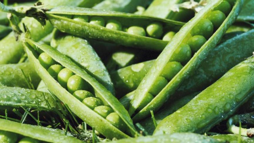 In 2020 haalde van alle bedrijven uit de sector Crop’s Vegetables uit Ooigem de grootste omzet.