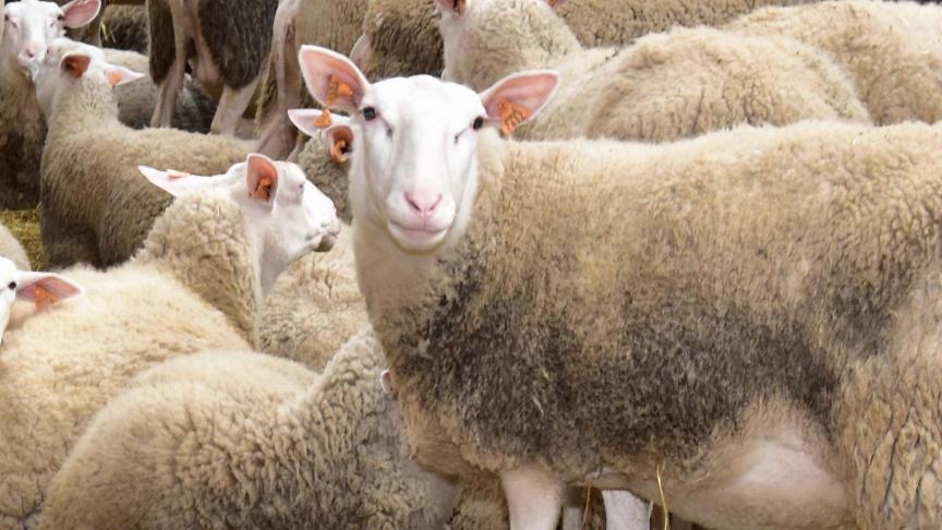 Voor het slachten van kleinere landbouwdieren zijn er minder en minder regionale inrichtingen.