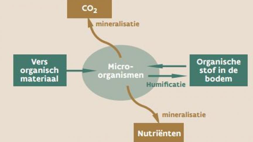 De Koolstofcyclus in de bodem.