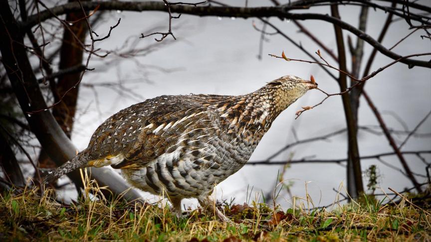 Ondanks de gerichte inzet van instrumenten voor het behoud en herstel van de biodiversiteit in onze landbouwgebieden blijft de populatie achteruitgegaan.