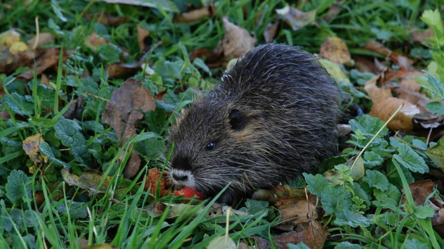 Vooral in de grensstreek met Nederland steekt de muskusrat opnieuw de kop op.