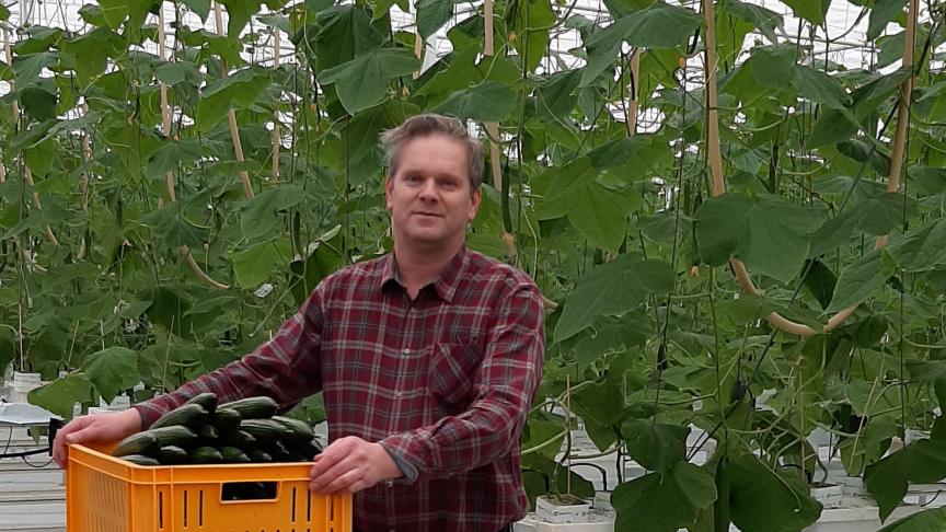 Primeurseizoen van start bij BelOrta met verkoop eerste komkommers uit tradi