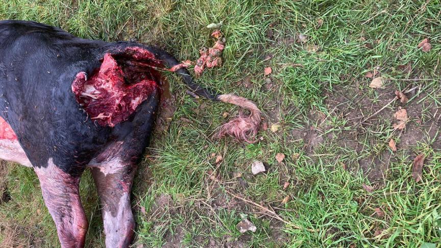 “De financiering van de bescherming van het platteland tegen grote roofdieren mag niet uit het GLB komen”, aldus Boudoin.