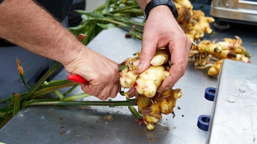 Primeurgember is verse gember die sappiger en aromatischer is, en die minder vezels bevat dan geïmporteerde gember. Daardoor zijn andere toepassingen mogelijk.