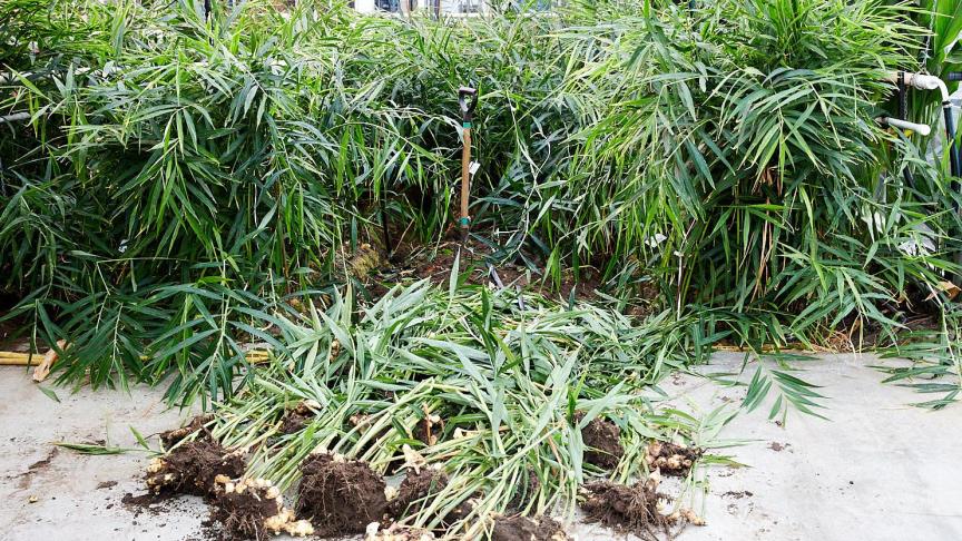 De eerste proeven gebeurden kleinschalig, op 3 locaties.