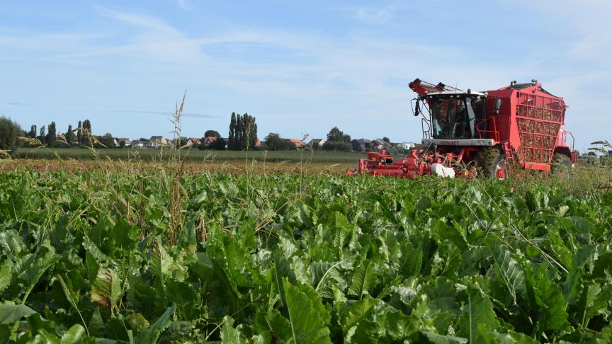 Suikerbieten telen zorgt steeds meer voor een bittere smaak bij landbouwers.