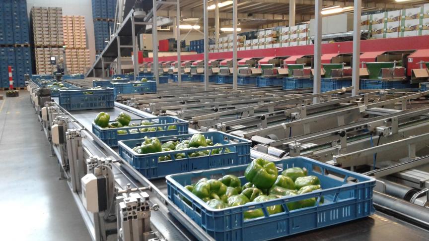 Coöperatie Hoogstraten en de REO Veiling gaan dit traject in als gelijke partners gebaseerd op wederzijds respect en het geloof in elkaars goede intenties.