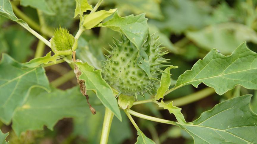 Het gros van de nieuwe maatregelen die hieronder opgesomd worden, zullen vanaf 2023 ingaan, met uitzondering van de bestrijding van doornappel.