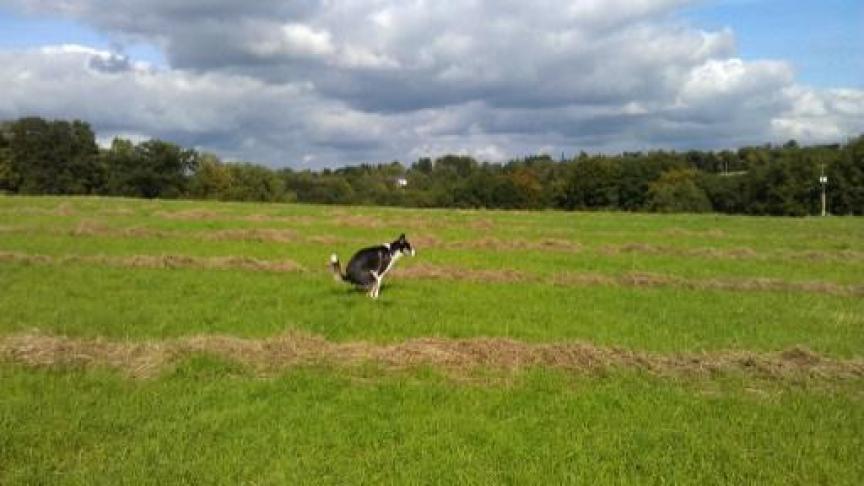 In de onderzochte natuurgebieden moeten honden wettelijk gezien aan de leiband, waardoor de onderzoekers een groot verschil opmerkten tussen de omgeving rond wandelpalden en de rest van het natuurgebied.